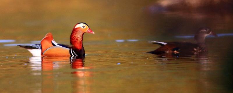 养鸳鸯1000只成本多少(养鸳鸯赚钱吗)