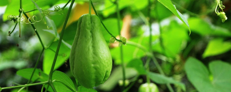 特种种植好项目有哪些 特种果木种植好项目有哪些