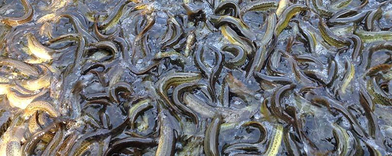 北方适合养殖的项目（北方养殖好项目）