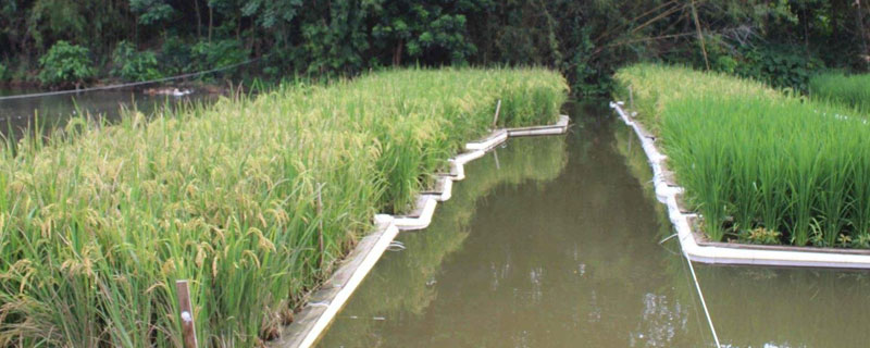 水稻与水蛭套养 稻田养水蛭养殖技术