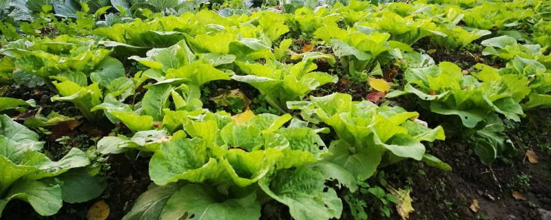 菜地除草不伤菜用什么方法（菜地要除草）