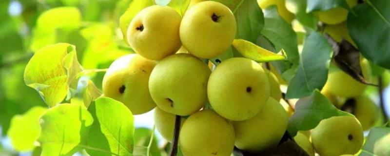 梨坏了一部分还能吃吗（梨坏了一部分还能吃吗图片）