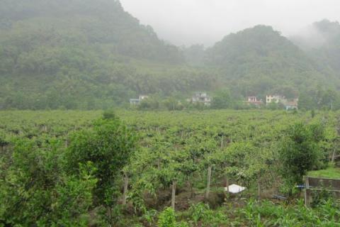 猕猴桃种植风险大吗？掌握科学种植方法，找好销路是关键