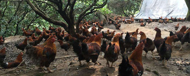 散养鸡能赚钱吗 养10000只散养鸡的利润
