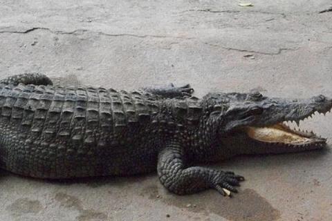 鳄鱼养殖成本和利润