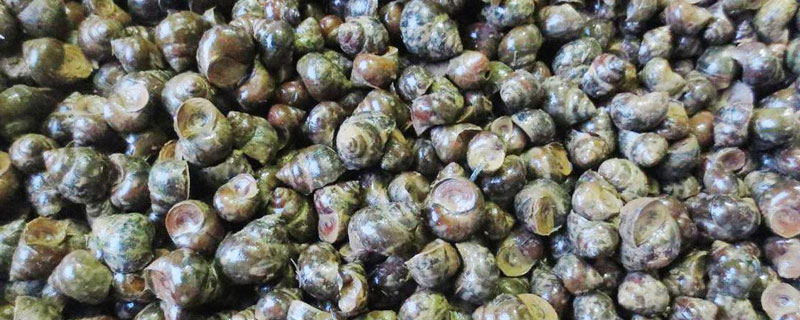 田螺养殖应注意事项