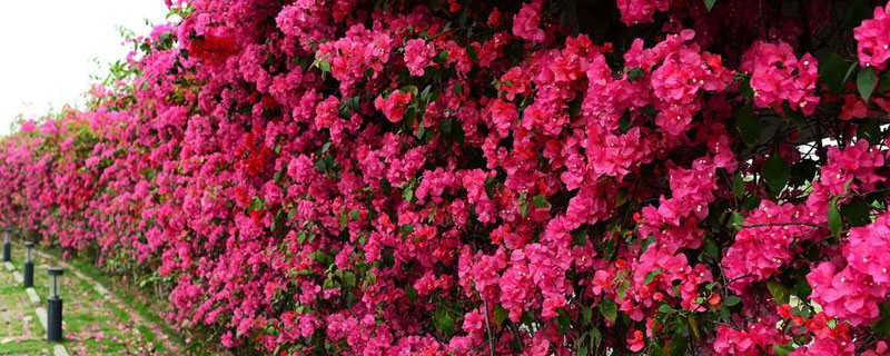 适合广东种植的花卉(适合广东种植的花卉品种)