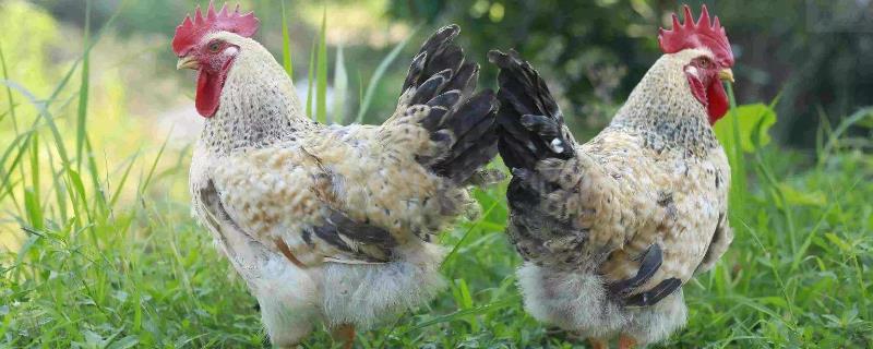 养蛋鸡和肉鸡哪个挣钱 养蛋鸡与肉鸡哪种划算
