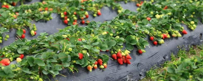 冬天草莓打药吗（冬天草莓打药吗?）