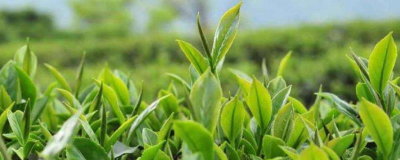 冬天上火适合喝什么茶（冬天上火喝什么茶可以去火）