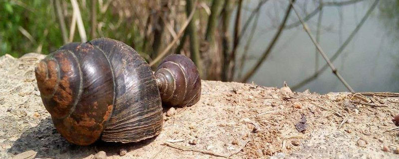 田螺吃水草吗（田螺会吃鱼缸里的水草吗）