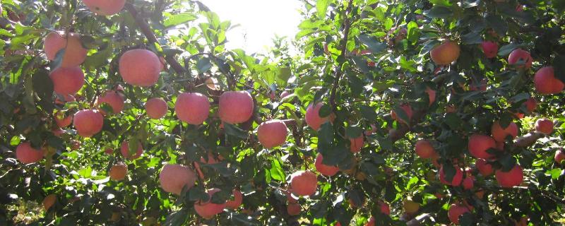 50亩采摘园规划 采摘园投资多少钱50亩