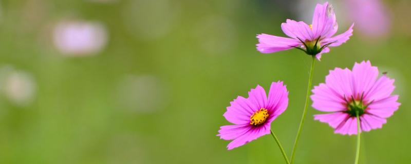 种植1亩格桑花种子成本要多少,附种植技术