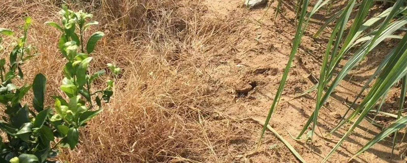 草甘膦与草铵膦的区别 草甘膦与草铵膦的区别在哪里