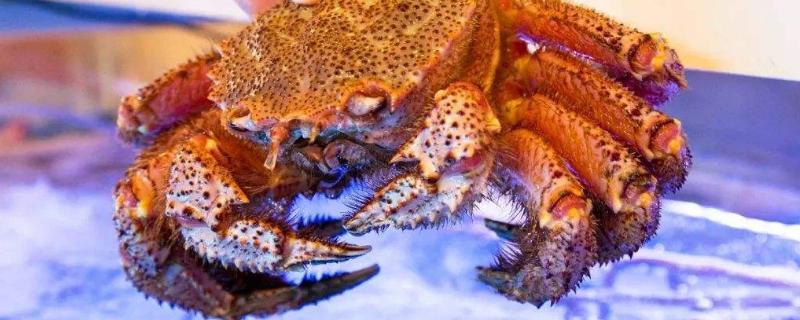 红毛蟹和帝王蟹哪个贵（世界上最贵的螃蟹排名）