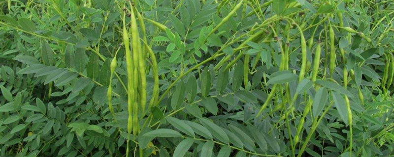 药材种植品种（一年生中药材种植品种）
