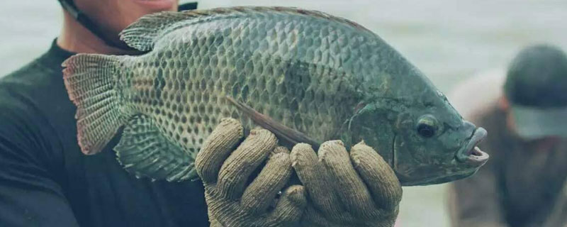 养罗非鱼的成本利润 养一斤罗非鱼需要多少成本