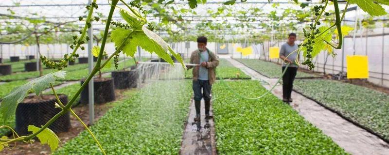 农业种植好项目（农业种植好项目农业加工）