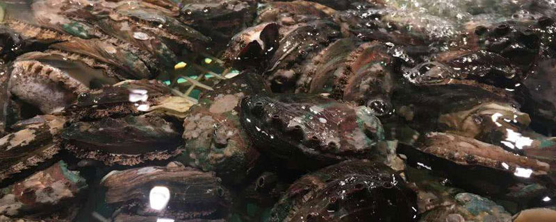 海鲜店如何养鲍鱼（新鲜鲍鱼怎么养）