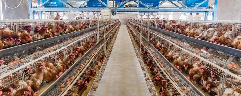 蛋鸡养殖前景如何（今年蛋鸡养殖前景如何）