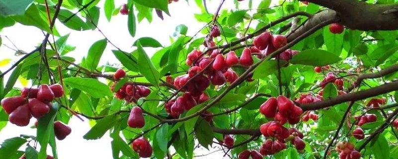 现在有什么新款的水果树苗 新品种果树苗有哪些