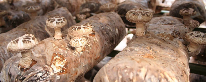 种植香菇需要投入多少?成本利润分析