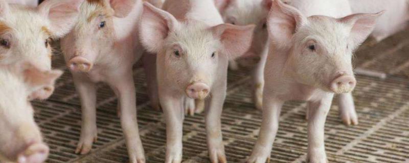 2020年养猪挣钱吗，附行情预测 2020年养猪行情分析