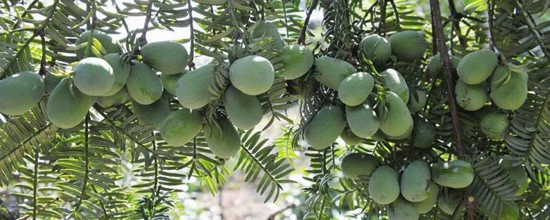 经济作物种植项目（经济作物种植项目简介）