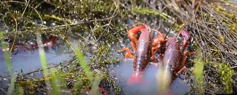 养小龙虾一亩投资多少 养小龙虾一亩投资多少钱