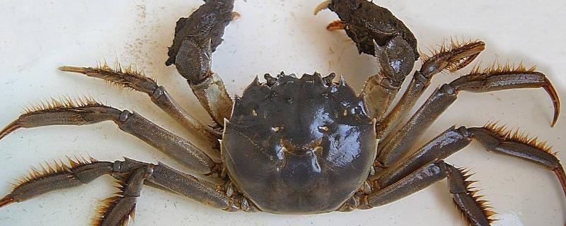 大闸蟹会上火吗（大闸蟹会上火吗?）