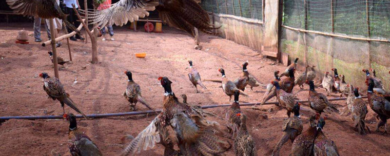 适合农村的养殖项目 适合农村的10大养殖业项目