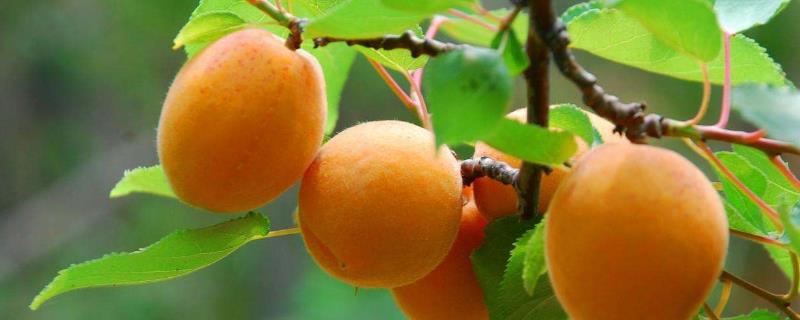 优质杏树品种有哪些，高产是关键 目前最优质杏树品种