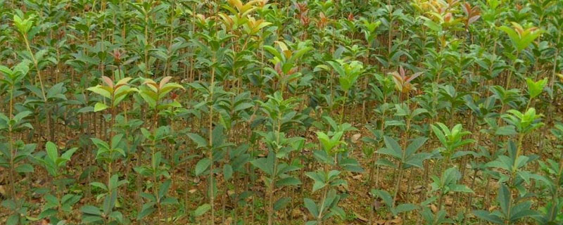 不伤树苗的除草剂 不伤苗木的除草剂