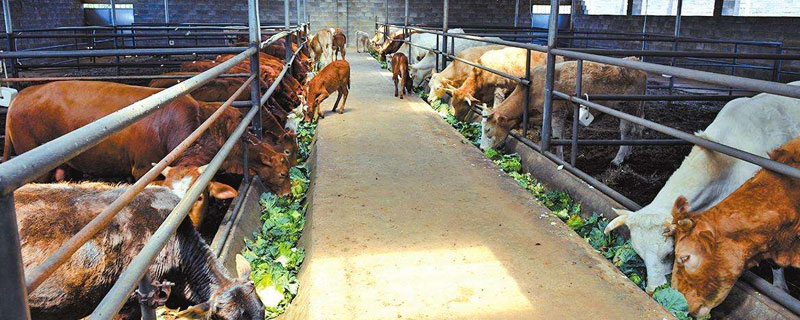 肉牛养殖场的建设标准 肉牛养殖场建设方案