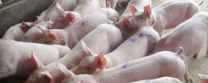 仔猪是什么 仔猪是什么意思