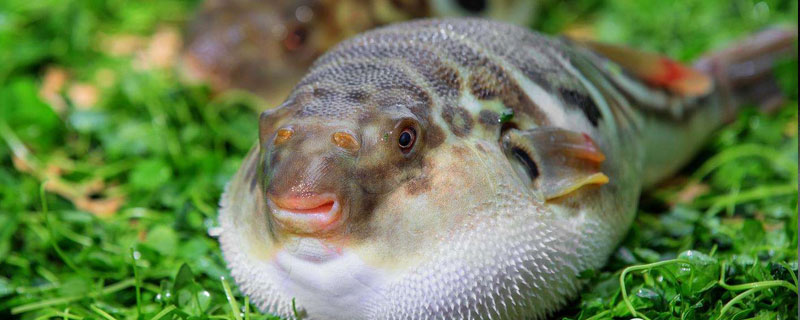 河豚的天敌（河豚的天敌是什么鱼）