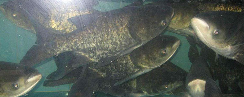 鲫鱼养殖密度 中科5号鲫鱼养殖密度