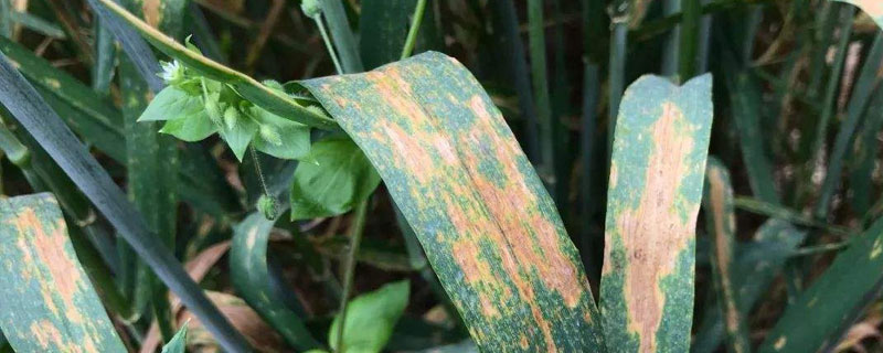 三唑酮使用注意事项（硫磺三唑酮注意事项）