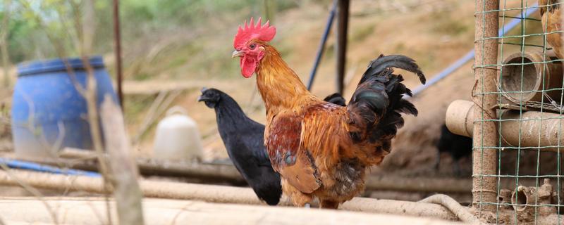 南丹瑶鸡养殖技术 南丹瑶鸡批发市场