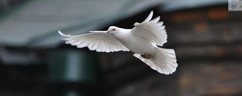 鸽痘简单的方法治疗,是怎么引起的(鸽痘最简单的处理方式)