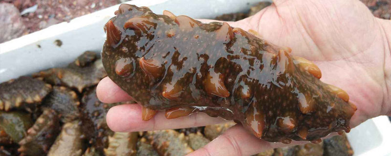 什么地方是养海参的 中国养海参的地方有哪些