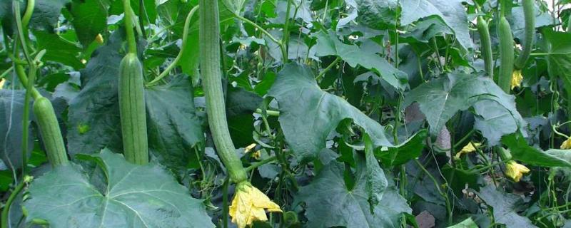 盆栽怎样种植丝瓜更高产结的更多 盆栽怎样种植丝瓜更高产结的更多些