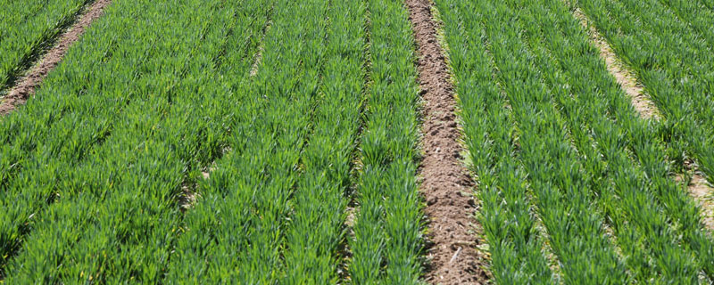 麦田什么时候打除草剂 麦田什么时候打除草剂效果好