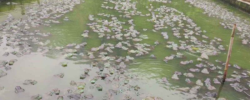 养牛蛙亩产多少斤 养牛蛙亩产量多少