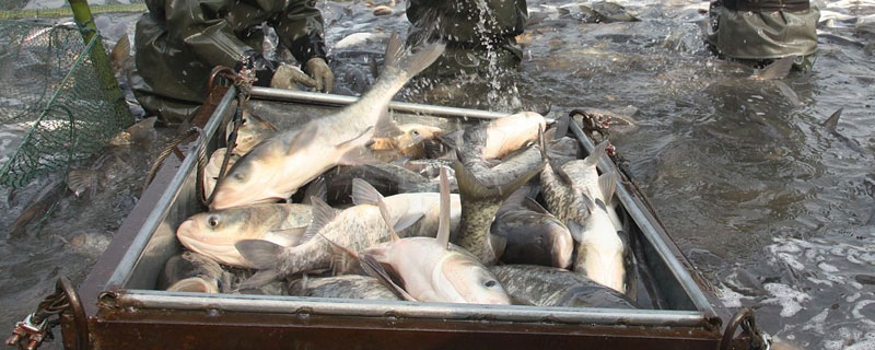 白鲢养殖需要多久 白鲢鱼多久能繁殖