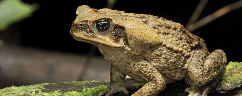 蟾蜍是什么动物（蟾蜍是什么动物?）