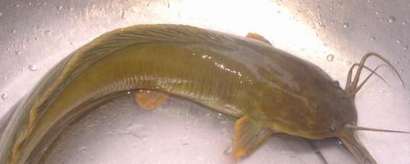 土塘鲺养殖密度，附养殖方法（本地土塘鲺的养殖技术）
