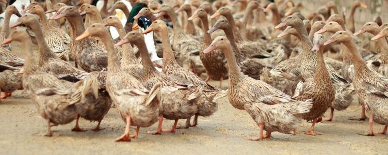 麻鸭多少天出栏（麻鸭养殖多少天出栏）