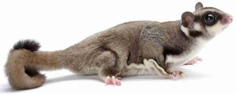 蜜袋鼯饲养方法 蜜袋鼯饲养注意事项