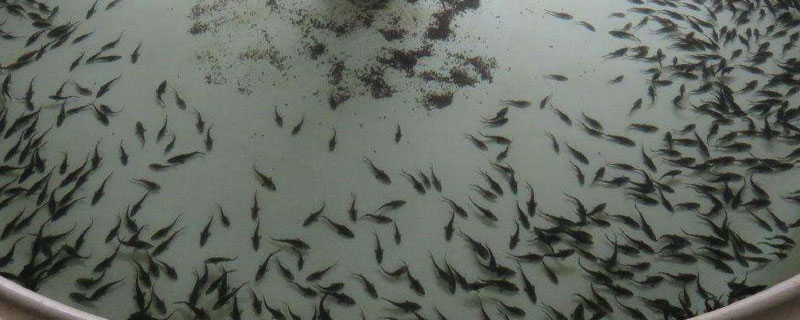 鲟鱼养多少年产卵 鲟鱼几年产一次卵